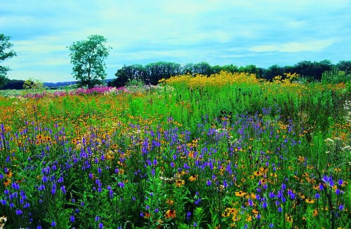 A vibrant field of wildflowers in various colors under a cloudy sky, with trees in the background.