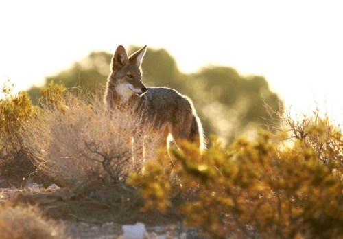 A coyote stands alert among desert vegetation, illuminated by soft sunlight in the background.