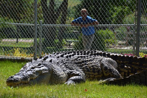 A large crocodile rests on the grass in a fenced area, with a person observing from behind the fence.
