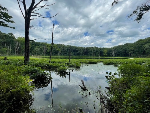 A serene landscape featuring a calm pond surrounded by lush greenery and trees under a cloudy sky.