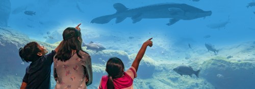 Three children point excitedly at large fish swimming in an aquarium.