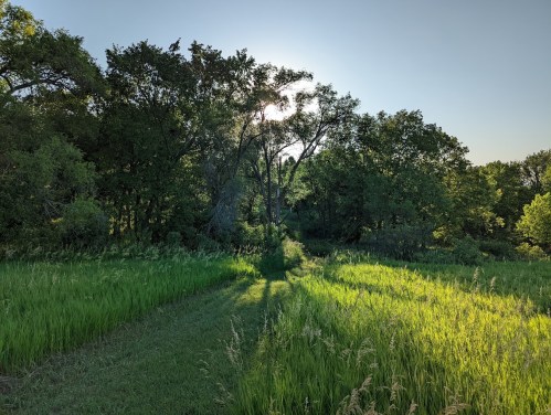 A sunlit path through lush green grass and trees, creating a serene natural landscape.