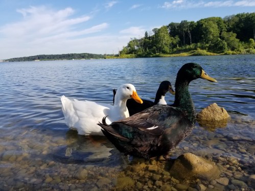 Three ducks wade in a calm lake, surrounded by greenery and rocks, under a clear blue sky.