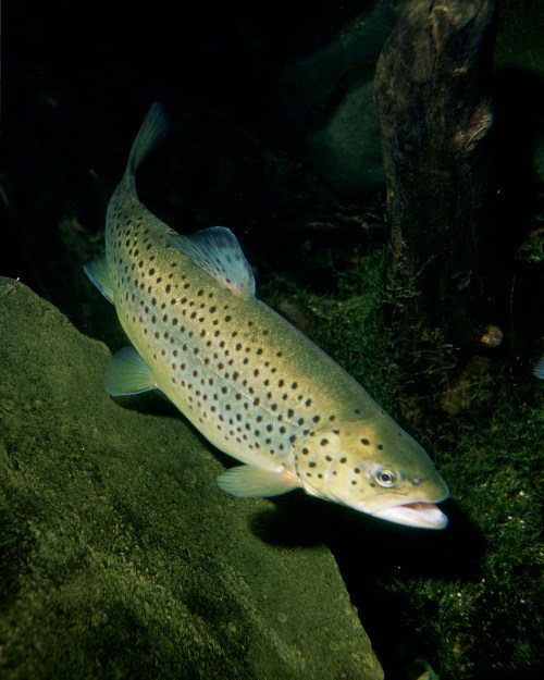 A brown trout swimming near rocks in a dark underwater environment, showcasing its spotted body.
