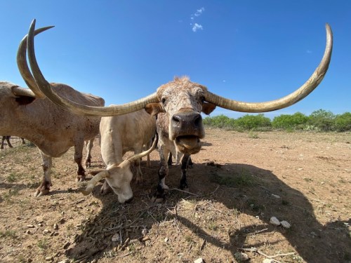 A close-up of a longhorn cow with large horns, standing in a dry, open field under a blue sky.