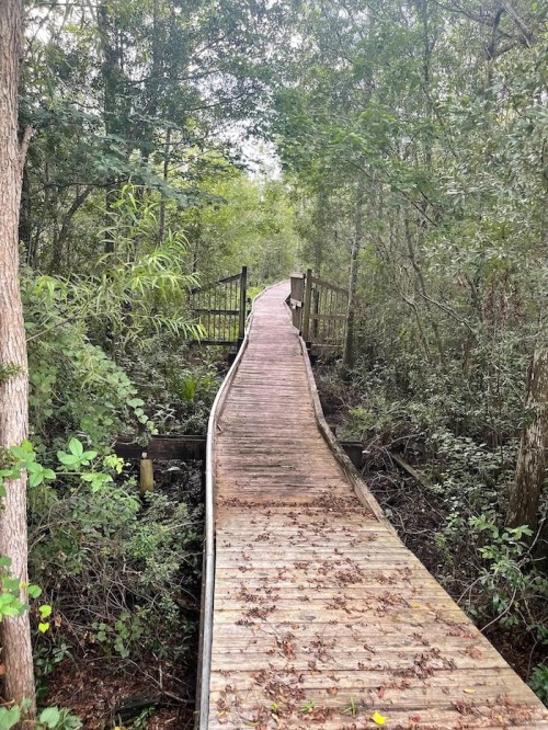 A wooden boardwalk winding through a lush, green forest with trees on either side.
