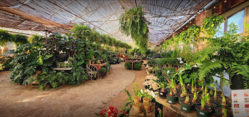 Lush indoor greenhouse filled with various plants, ferns, and flowers under a wooden ceiling. Natural light filters in.