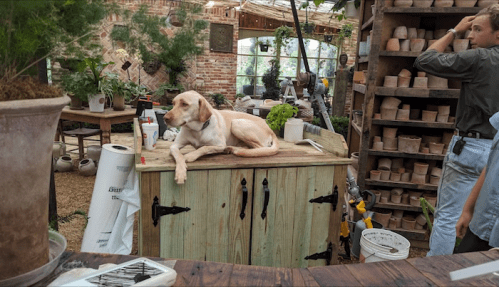A dog lounges on a wooden table in a cozy plant shop filled with greenery and gardening supplies.