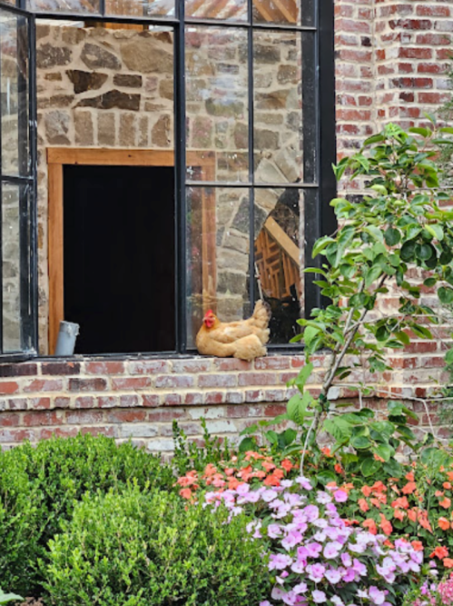 A chicken perched on a windowsill surrounded by colorful flowers and a stone building.