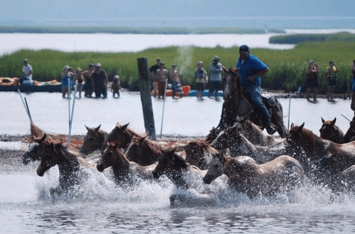 A man on horseback herds a group of running horses through shallow water, with people and kayaks in the background.
