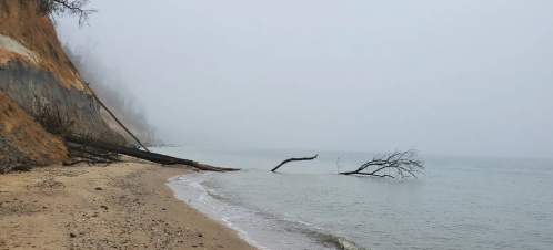 Foggy shoreline with sandy beach, fallen branches, and calm water, creating a serene, tranquil atmosphere.