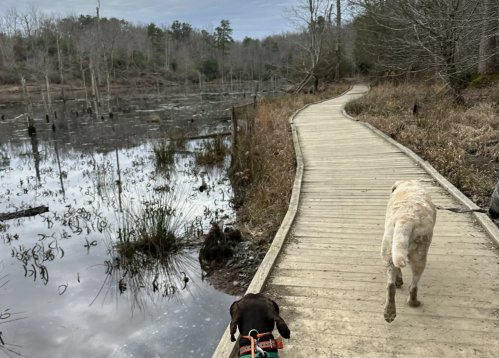 Two dogs walk along a wooden path beside a calm, reflective wetland with bare trees in the background.
