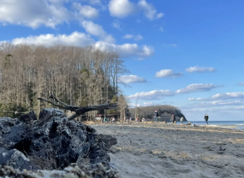 A beach scene with driftwood in the foreground, people walking along the shore, and trees in the background under a blue sky.