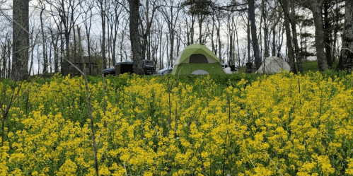 A vibrant field of yellow flowers with two tents set up among trees in the background.