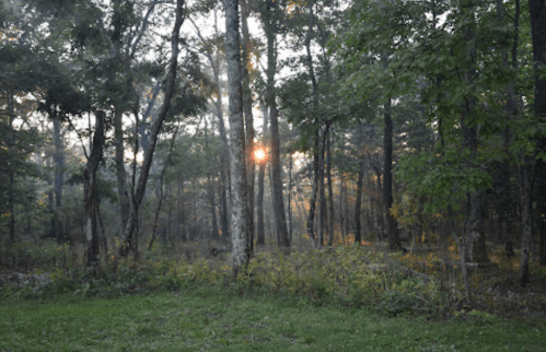 Sunlight filters through trees in a serene forest, creating a peaceful, misty atmosphere at dawn.