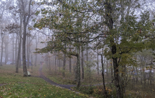 A misty forest scene with trees and a winding path, creating a serene and tranquil atmosphere.