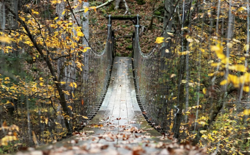 A wooden suspension bridge surrounded by autumn foliage and trees in a serene forest setting.