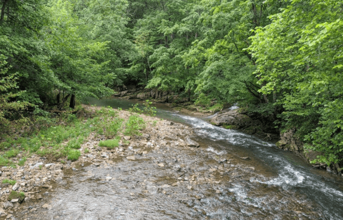 A serene stream flows through a lush green forest, surrounded by trees and rocky banks.