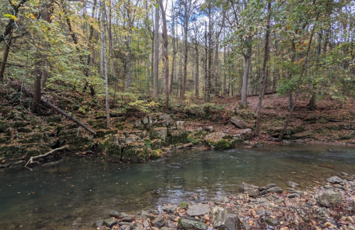 A serene forest scene with a calm stream surrounded by trees and rocky banks, showcasing autumn foliage.
