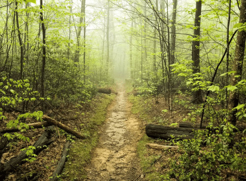 A misty forest path surrounded by lush green trees and underbrush, creating a serene, tranquil atmosphere.