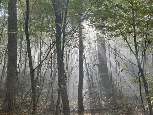 Sunlight streams through a misty forest, illuminating tall trees and creating a serene, ethereal atmosphere.