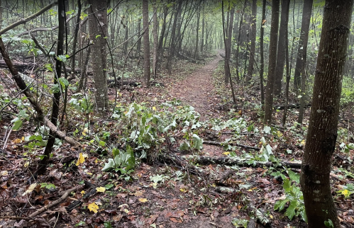 A misty forest path surrounded by trees and scattered leaves and branches on the ground.