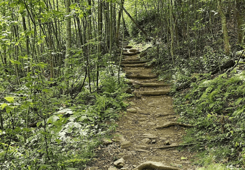 A winding dirt path through a lush green forest, lined with tree roots and surrounded by ferns.