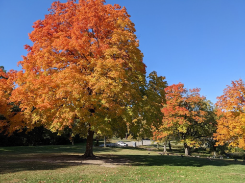 A vibrant autumn scene featuring a large tree with bright orange and yellow leaves against a clear blue sky.