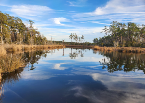 A serene wetland scene with calm water reflecting trees and a blue sky with wispy clouds.
