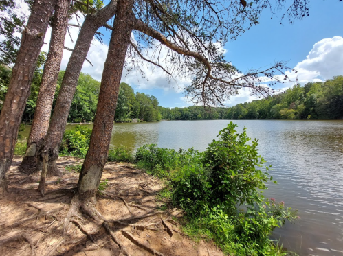 A serene lake surrounded by trees and greenery under a bright blue sky with fluffy clouds.