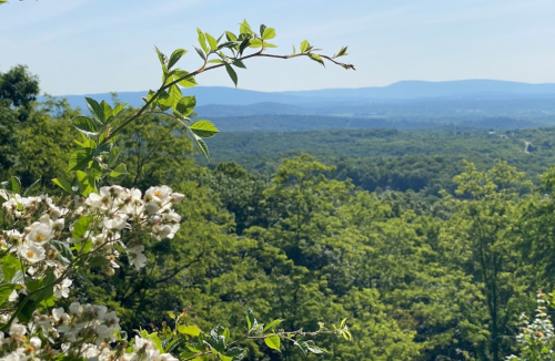 A scenic view of lush green mountains and trees, with white flowers in the foreground under a clear blue sky.