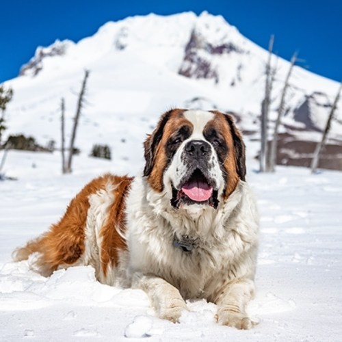 A Saint Bernard dog lying in the snow with a mountain backdrop under a clear blue sky.