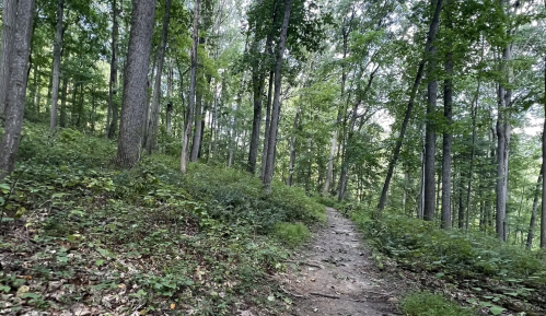 A winding dirt path through a lush green forest with tall trees and dense undergrowth.