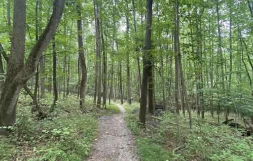A winding dirt path through a lush green forest with tall trees and dense foliage on either side.