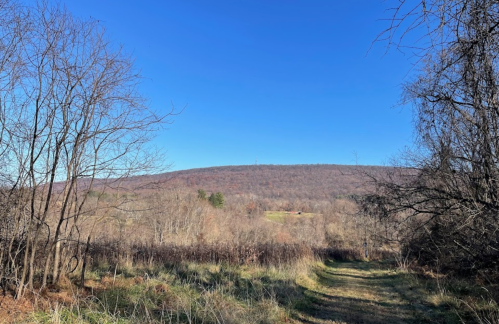 A clear blue sky over a hilly landscape with bare trees and a grassy path leading into the distance.