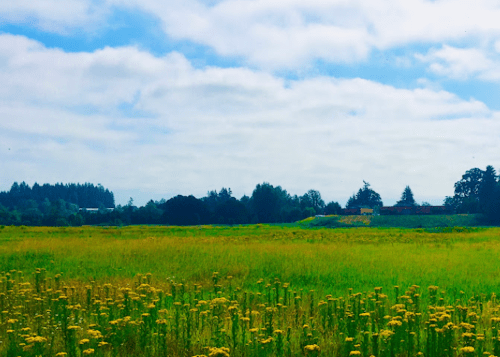 A vibrant green field with yellow flowers under a blue sky with scattered clouds and trees in the background.