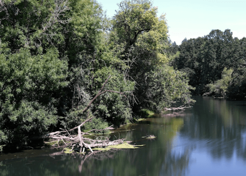 Lush green trees line a calm river, with fallen branches partially submerged in the water.