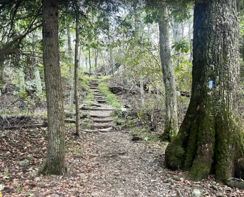 A forest path leads up stone steps, flanked by trees and scattered leaves, creating a serene natural scene.