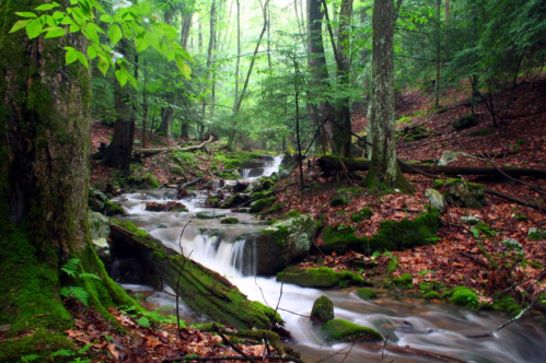 A serene forest scene featuring a flowing stream surrounded by lush greenery and moss-covered rocks.