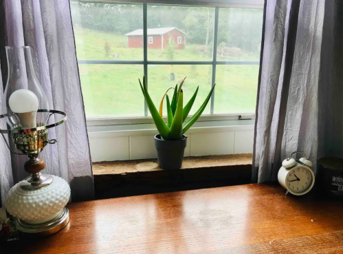 Aloe vera plant in a pot on a windowsill, with a lamp and clock beside it, overlooking a green landscape and red barn.