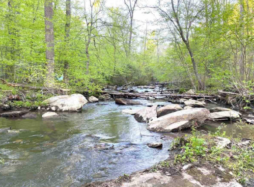 A serene stream flows through a lush green forest, with large rocks scattered along the water's edge.
