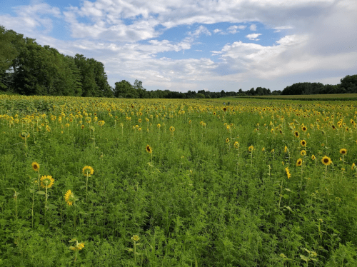 A vibrant field of sunflowers stretches under a partly cloudy sky, surrounded by lush greenery.