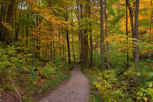 A winding gravel path through a vibrant forest with colorful autumn leaves on the trees.