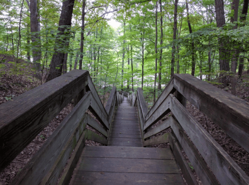 A wooden staircase leads down through a lush green forest, surrounded by trees and natural light.