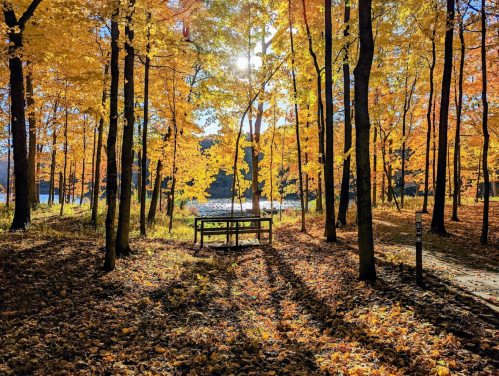 A serene forest scene with vibrant autumn leaves, sunlight filtering through trees, and a bench overlooking a lake.