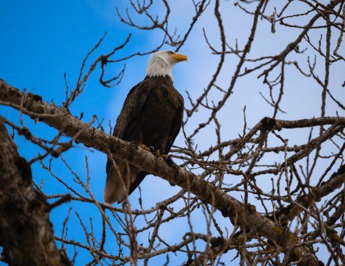 A bald eagle perched on a bare tree branch against a blue sky.