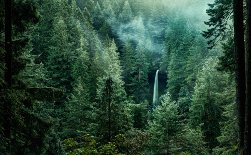A serene forest scene with tall evergreen trees and a waterfall cascading in the background, shrouded in mist.