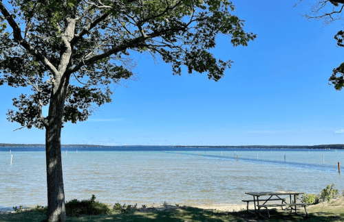 A serene lakeside view with a tree, picnic table, and clear blue sky reflecting on the water.