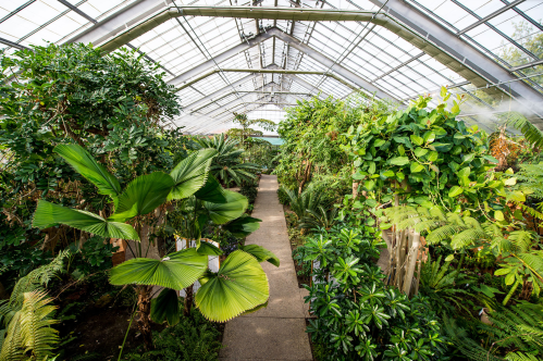 Lush greenery fills a spacious greenhouse, with a stone path winding through tropical plants and ferns under a glass roof.