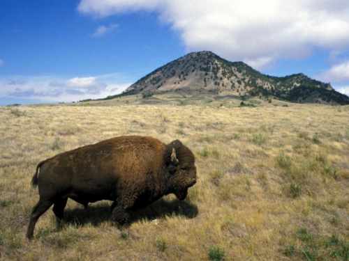 A bison walks across a grassy plain with a mountain in the background under a blue sky with scattered clouds.